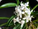 Neostylis Lou Sneary White